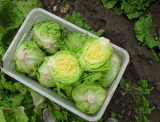 Fresh Pollution_free green health lettuce